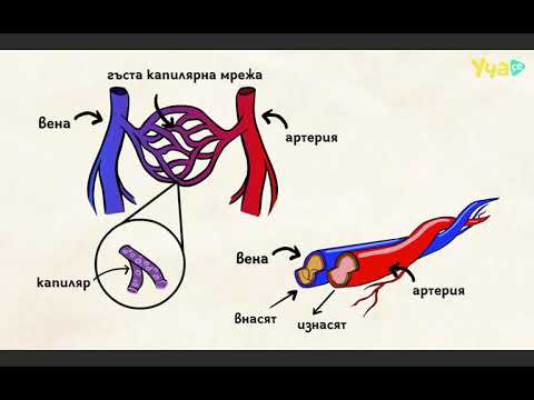 Видео: Сърце  - Сърдечносъдова система - Кръвоносни съдове  - На кратко *