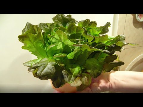 Видео: Выращиваем дома Листовой салат Обзор сортов