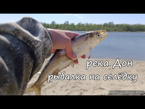 Видео: Рыбалка на селëдку на реке Дон. Хутор Пухляковский. Апрель 2025 года.