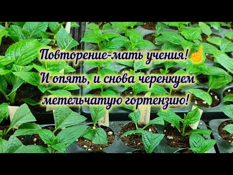 Видео: Зелёное черенкование метельчатой гортензии🌱🌱🌱
