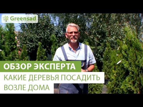 Видео: Какие деревья посадить возле дома