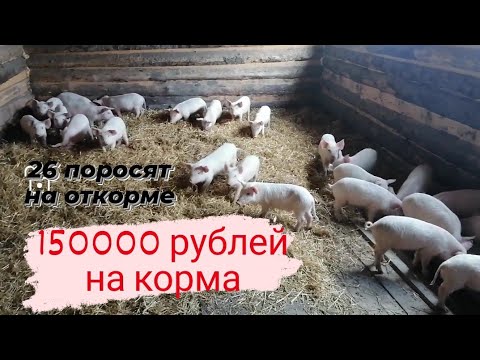 Видео: 26 поросят на откорме. Содержание, кормление.