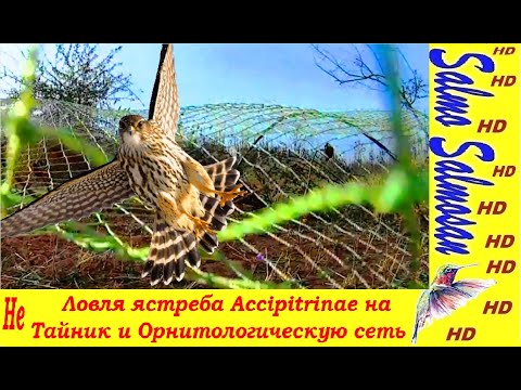 Видео: Ловля ястреба Accipitrinae на Тайник и Орнитологическую сеть.