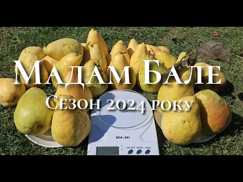 Видео: Груша Мадам Бале