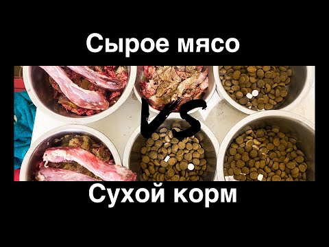 Видео: Кормление собак: мясо или корм?