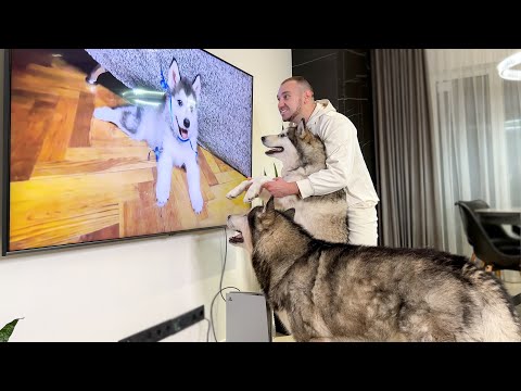 Видео: СОБАКА УЗНАЛА Себя ЩЕНКОМ по Телеку !