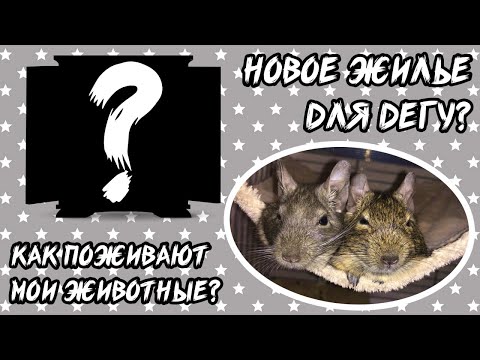 Видео: НОВОЕ ЖИЛЬЕ ДЛЯ ДЕГУ? Клетка, витрина? Как дела у моих животных?