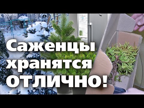 Видео: КАК СОХРАНИТЬ САЖЕНЦЫ ДО ВЕСНЫ В ДОМАШНИХ УСЛОВИЯХ  Рекомендации профессионала