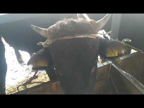 Видео: Жемди жегенине ! 1 Айдан отту