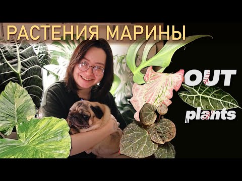 Видео: РАСТЕНИЯ МАРИНЫ. Большой обзор. Выращивание алоказий в КЕРАМЗИТЕ