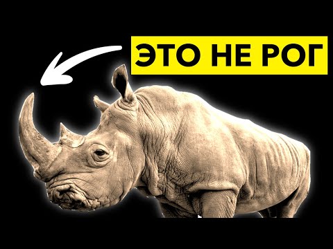 Видео: 38 Мифов и Заблуждений, в которые Вы верите