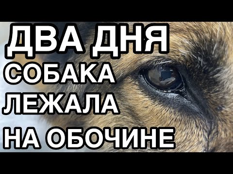 Видео: Спасение животных/ почему старый пёс два дня лежал на обочине