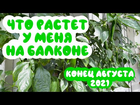 Видео: Огород на балконе: что выросло к концу августа 2021