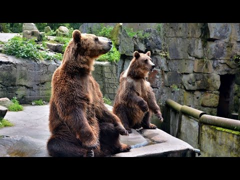 Видео: Калининградский зоопарк