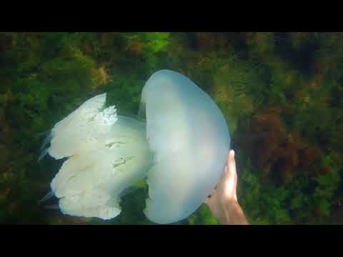 Видео: Огромная медуза корнерот