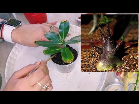 Видео: 18.06.23 Пересадка Модных Сеянцев 😉😃