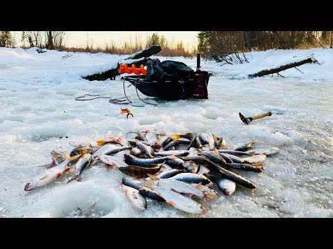Видео: Сегодня я - Лифтер! Первый лёд 2024 - 2025 на реке. Зимняя рыбалка 2024 . Часть 2.