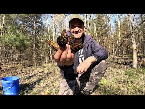 Видео: ГРИБНОЕ СЧАСТЬЕ!! Новый лес полон грибов. Сбор грибов весной
