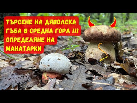 Видео: Търсене на Дяволска #гъба в Средна гора!!! Определяне на #манатарки