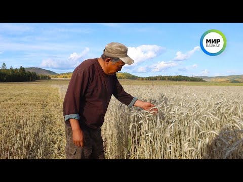 Видео: Фермеры Бурятии собирают урожай