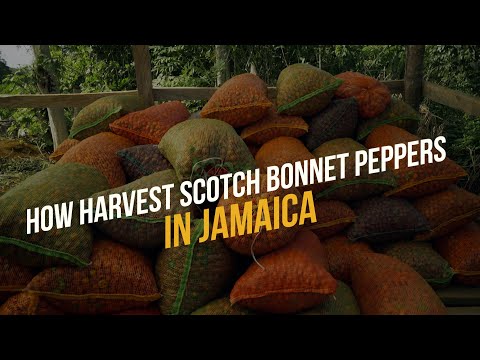 Видео: Как выращивать и собирать перец сорта «Скотч Боннет» на Ямайке