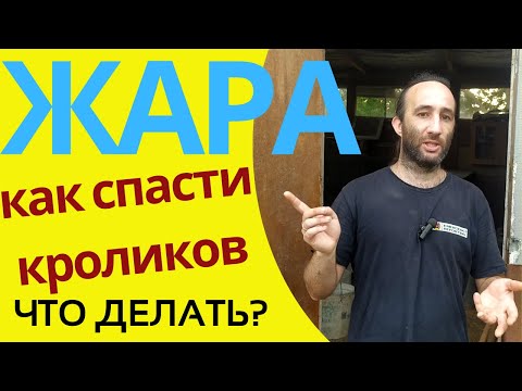 Видео: Как спасти кроликов от жары