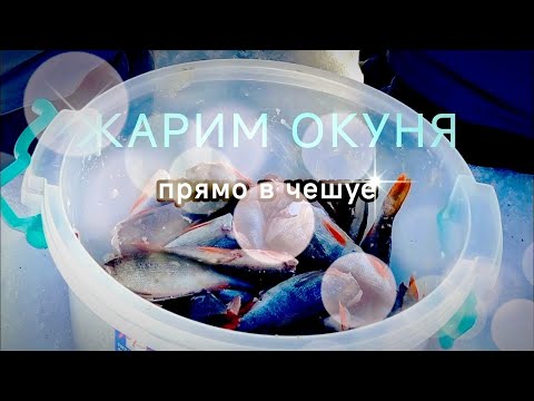 Видео: МЕГА РЕЦЕПТ! Жарим окуня прямо в чешуе!