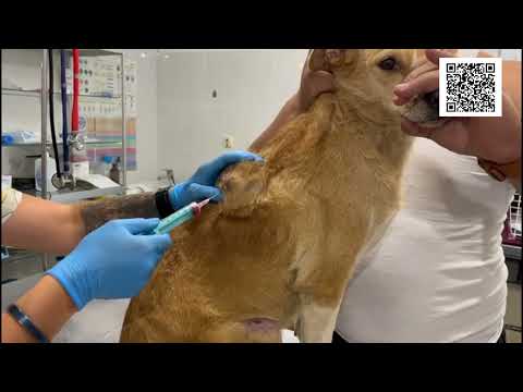 Видео: Бог не отменял доброту и человечность Мариса/God did not take away  kindness and humanity.