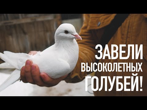 Видео: ЗАВЕЛИ ПОТРЯСАЮЩИХ ВЫСОКОЛЕТНЫХ БАКИНСКИХ ГОЛУБЕЙ!