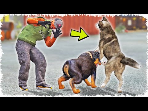 Видео: Рекс Джонниді қабаған иттен құтқарды (GTA V)