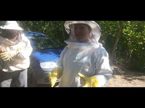 Видео: Пчелы на водопое. Побег из улья.Табун лошадей в Беловодске
