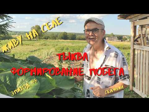 Видео: ТЫКВА, ФОРМИРОВАНИЕ ПОБЕГА(ПЛЕТИ) ТЫКВЫ, ПАСЫНКИ у ТЫКВЫ, ПРИЩИПЫВАНИЕ/ЖИВУ на СЕЛЕ*СЕЛЯНИН