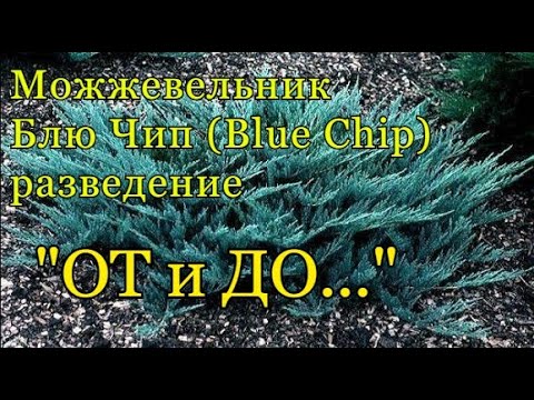 Видео: Разведение горизонтального можжевельника - БЛЮ ЧИП,  (Blue Chip) - весь процесс "ОТ и ДО".