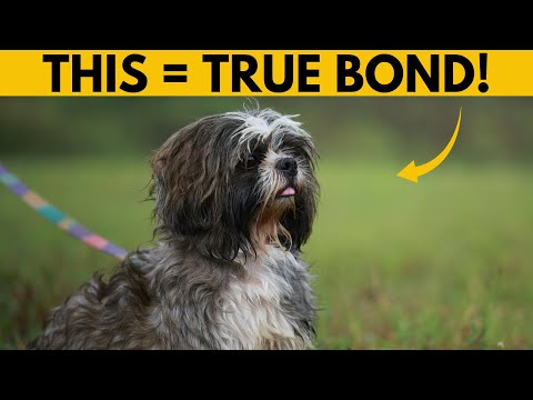 Видео: 5 признаков того, что ваша ши-тцу привязалась к вам (не игнорируйте!)