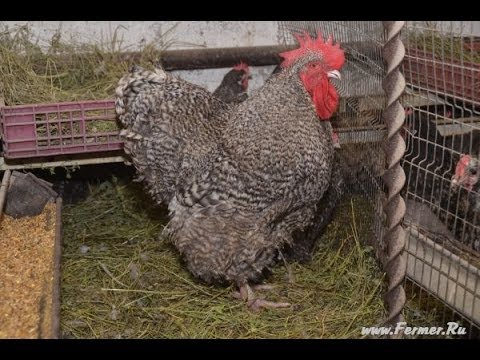 Видео: Рассказ о курах в хозяйстве Гуковские куры. Орпингтон, Брама, Кохинхин.