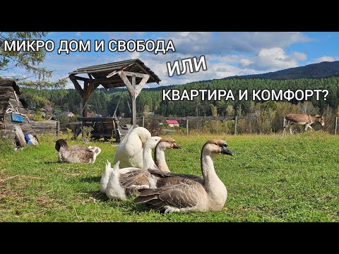 Видео: ПОЧЕМУ ПЕРЕДУМАЛА ПРОДАВАТЬ ДОМ НА ЮГЕ СИБИРИ | Растения на участке | Квартира рай или ад? КОМУНАЛКА