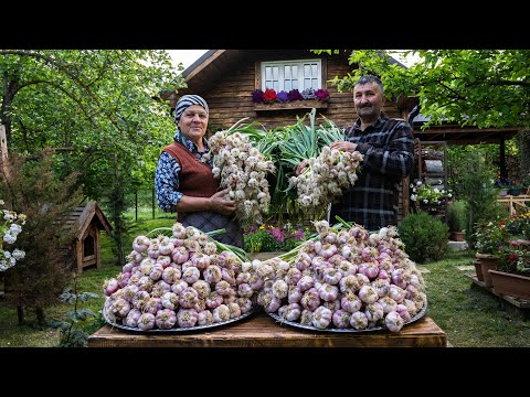 Видео: Сбор и Маринование Чеснока