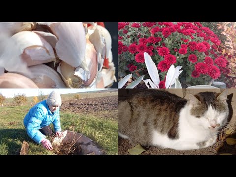 Видео: ПОСАДИЛА ЧАСНИК І ЦИБУЛЮ.🧅🧄УКРИТТЯ ДЛЯ ГОРТЕНЗІЇ. 💮ДОГЛЯД ЗА ЛОХИНОЮ. 🫐2 листопада 2024 р.