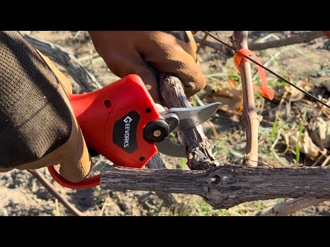 Видео: 🍇 Обрізка ДОРОСЛИХ кущів винограду