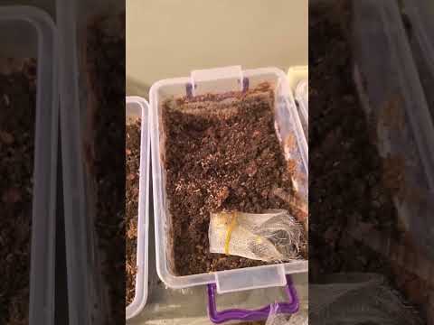 Видео: Разведение  черной львинки от начала и до конца.