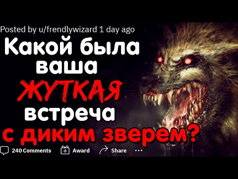 Видео: КАКОЙ БЫЛА ВАША ЖУТКАЯ ВСТРЕЧА С ДИКИМ ЖИВОТНЫМ?