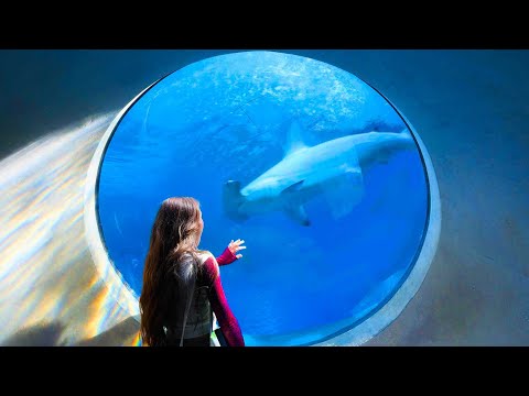 Видео: Я пытался нарисовать ВСЕ в Аквариуме