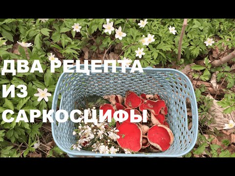 Видео: Апрельские ГРИБЫ и ДИКОРОСЫ. Рецепты приготовления саркосцифы