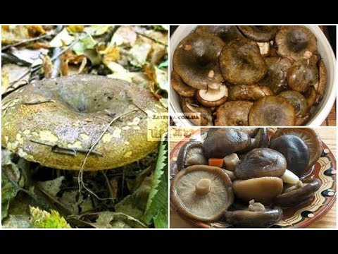 Видео: Рецепт соления чёрных груздей