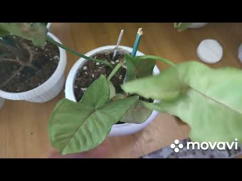 Видео: Комнатные растения. Сингониумы.