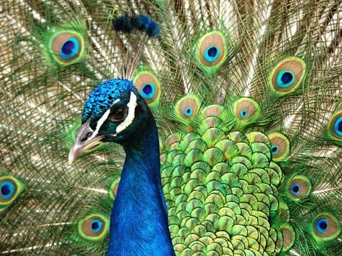 Видео: Мастер-класс Павлин из изолона | DIY Peacock