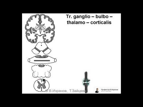 Видео: ПРОВОДЯЩИЕ ПУТИ ГОЛОВНОГО И СПИННОГО МОЗГА