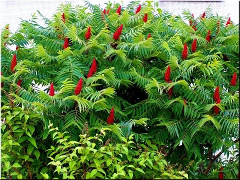 Видео: САДИМ КРАСОТУ-СУМАХ ПУШИСТЫЙ!