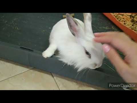 Видео: НОВАЯ КЛЕТКА Ferplast   для кролика 1м*60 см #кролик #клетка