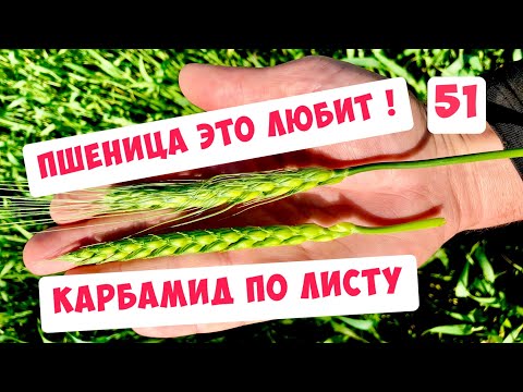 Видео: КАК СДЕЛАТЬ ПШЕНИЦЕ ПРИЯТНО !?😁